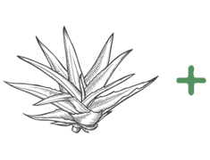 agave