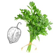 herbs and peppers